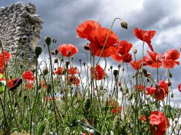 Poppies